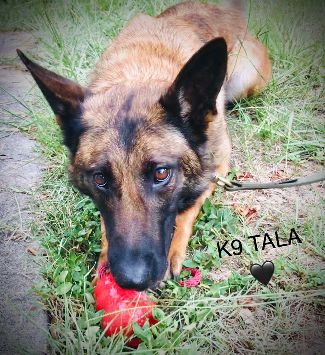 Love4PoliceDogs's tweet image. It’s late &amp;amp; I’m sick but working &amp;amp; planning giveaways &amp;amp; donor gifts 4 November! We MUST get these girls vested! B/c lately they’ve been tracking &amp;amp; catching bad guys a LOT &amp;amp; they NEED extra protection! 
1st giveaway post: Fri PM 11/10! 
PLEASE repost! TY!
k9sofvalor.org/vests