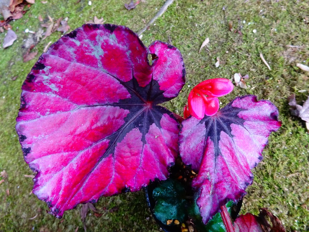 begonia_ysd's tweet photo. #BegoniaRexcvTsukigase
#レックスベゴニアツキガセ(月ヶ瀬)

#Begoniarex　を祖に持つ　#レックスベゴニア　の一群のひとつ。このように真っ赤になるものもあります。 https://t.co/czqqjKQFww
