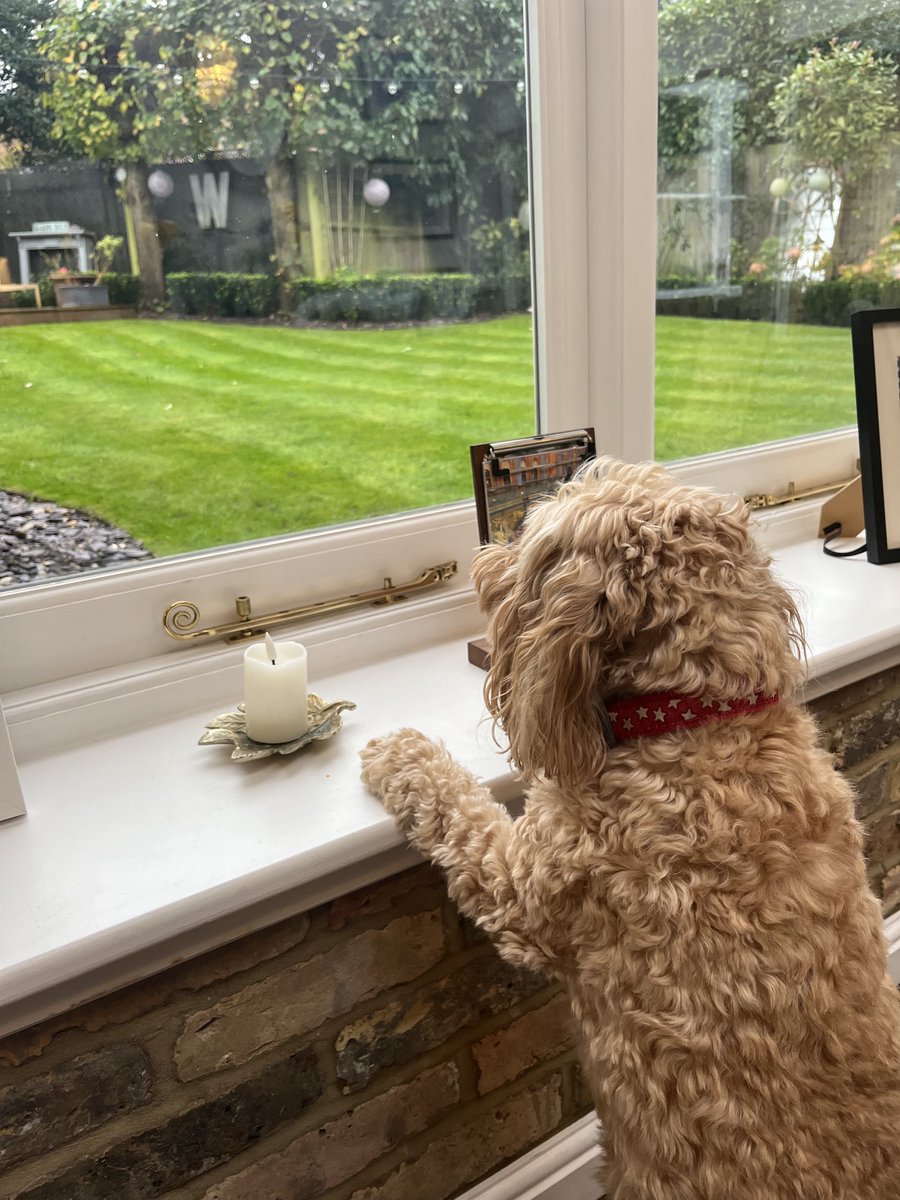 TheHoneyTails's tweet photo. Luckily for that fox I’ve just seen climb over the fence, it’s raining so I will not be going out and arresting it for trespassing. But if it had been sunny…..
#HoneyOnTheBeat
#FoxOff https://t.co/uG433zYCUP