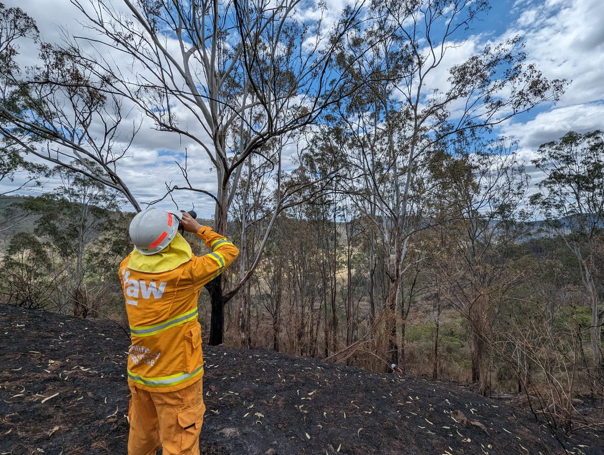 ifaw Australia tweet media