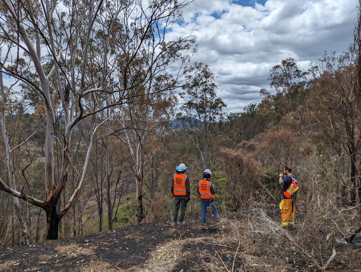 ifaw Australia tweet media