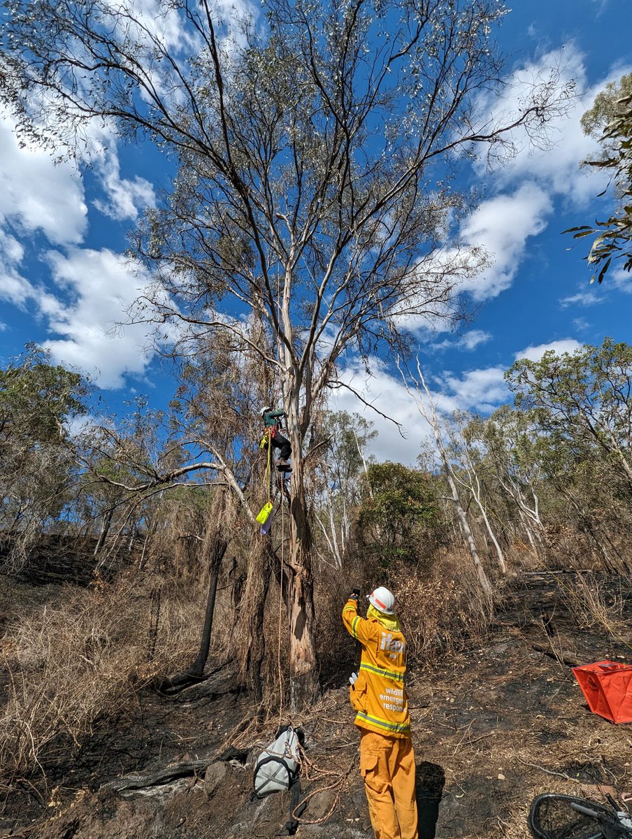 IFAW’s been on the ground in QLD with our friends at Wildcare Australia and @CWSlive searching for affected wildlife after #bushfires in the area. IFAW x @usceduau koala detection dog Bear and his team have deployed today to help lead the search for surviving wildlife.…