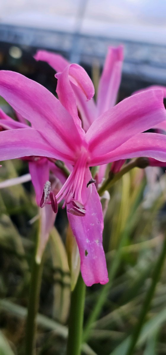 Amarine Belladiva Anastasia 

#flowers #photooftheday #friday