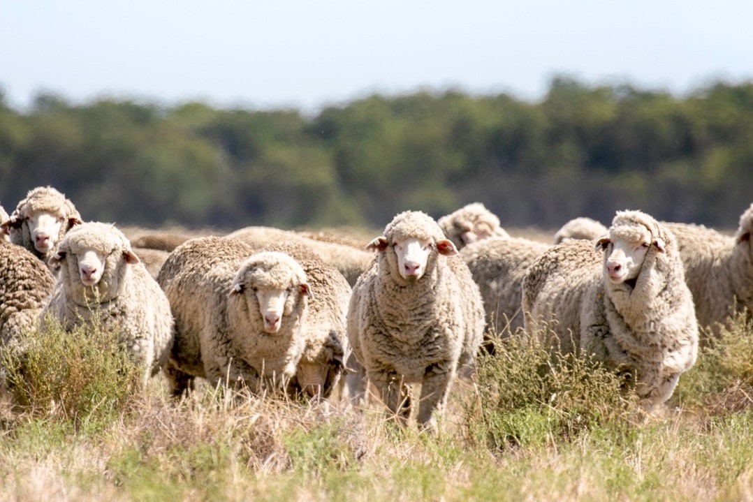 Registrations are now open for Winning With Weaners workshops at Richmond and Campbell Town - mailchi.mp/74bd96b2cfec/s… @woolinnovation @Agrivetbusiness