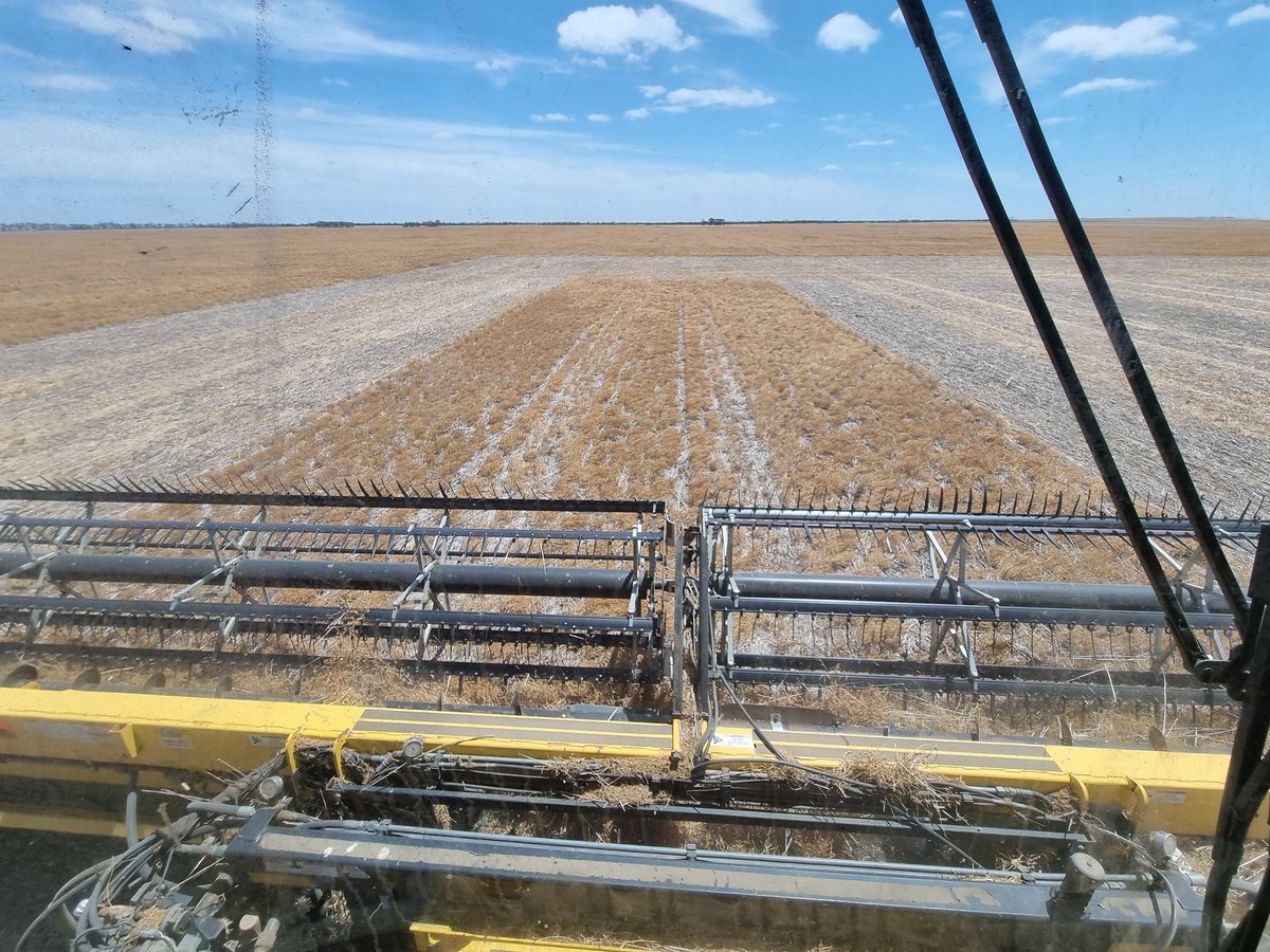 Last run of the Sepwa variety trial for lentils. Thunder, lightening, bolt 2122 and jumbo put head to head in a very tough year