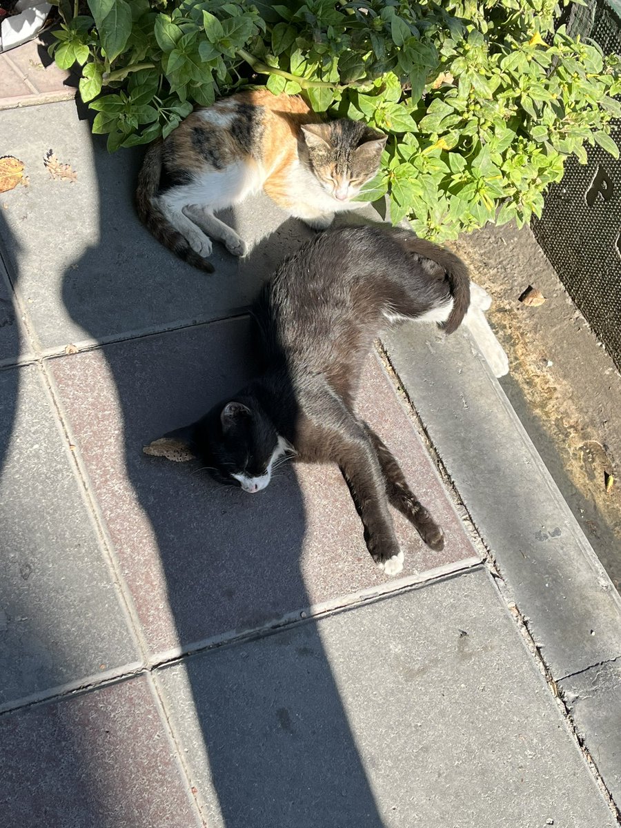 SoDarrrk's tweet photo. ای کاش منم یه گربه بودم صبح جمعه عین اینا لش میکردم https://t.co/8VY37Wj9Nx