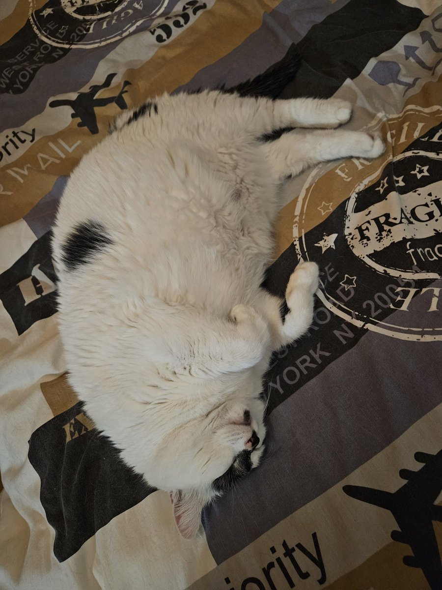 Parfois, je prête mon lit aux humains, mais pas trop souvent comême #Domino