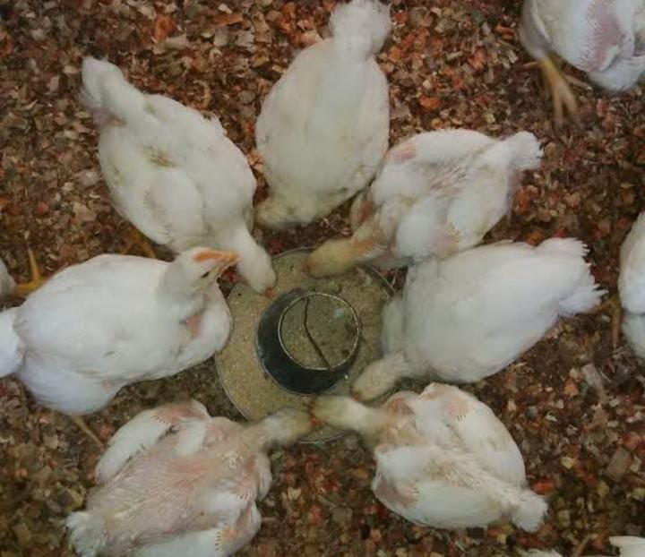 PeaceAghanti's tweet photo. Hi, my name is Peace Aghanti.
A contestant in the Accesspreneur NYSC Business Plan Programme at FCT sponsored by Access Bank Plc.

Business Title: *D'Aghantis poultry*

Pls like/retweet to increase my chances of winning the competition. Thanks
#MyAccessBank 
#Access_more
 #Access https://t.co/ayTrHPvzIO