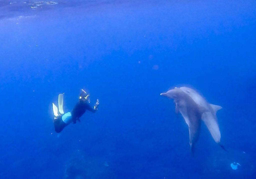 _sk13s's tweet photo. 今年も3ヶ月間、御蔵島にてイルカの調査をしておりました🐬

今回は内地に戻らず、3ヶ月ずっと御蔵で生活してましたが、山、満点の星空、美味しいご飯、優しい人に囲まれて幸せな毎日を送っておりました。

四六時中、研究やイルカに没頭できるあの毎日が既に恋しいですが、内地でも頑張ります。 https://t.co/5yeLaCn371