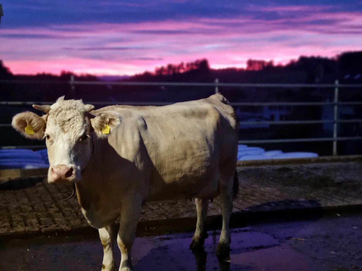 chtuescher's tweet image. Guten Morgen