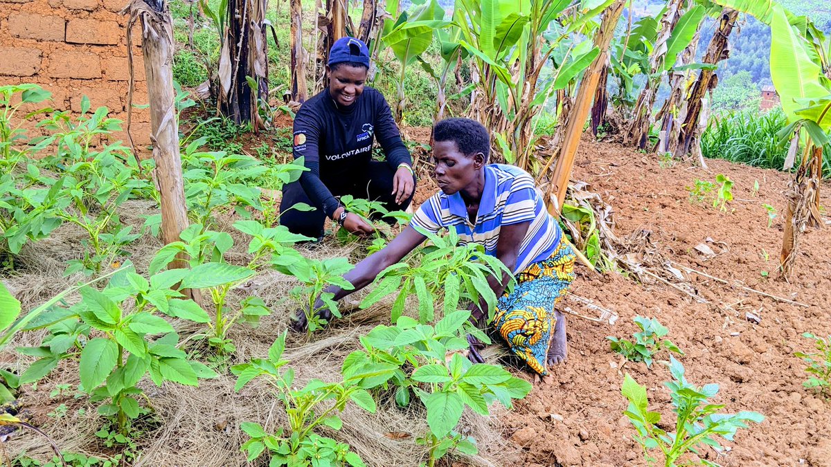 QueenSchelo's tweet photo. "Cultivating wellness, one homegrown harvest at a time. 🌱
@CorpsAfricaRda @CorpsAfrica
@BikorimanaVale9 @Nyamagabe
@MBAZISECTOR

#KitchenGardenLife"
#LocalHelpingLocals https://t.co/3dhGR1lC1T