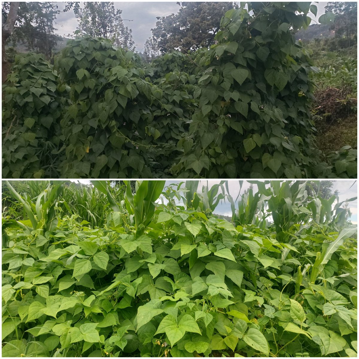 There is a hope of good harvest in this season. Here is a good plot of bean crops in Musha sector/Rwamagana.