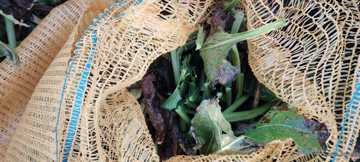 A votre avis, c'est quoi ma mission du matin ? <a href="/ITBetterave/">ITB - Institut Technique de la Betterave</a> <a href="/_MissBetter/">Miss Better</a>