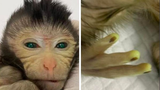 Chinese researchers achieve an extraordinary milestone in stem cell research, enabling a monkey to give birth to a baby with a substantial portion of stem cells.

#ResearchInnovation #BiotechnologyAdvances #FutureOfLife #InnovationInScience #StemCellRevolution