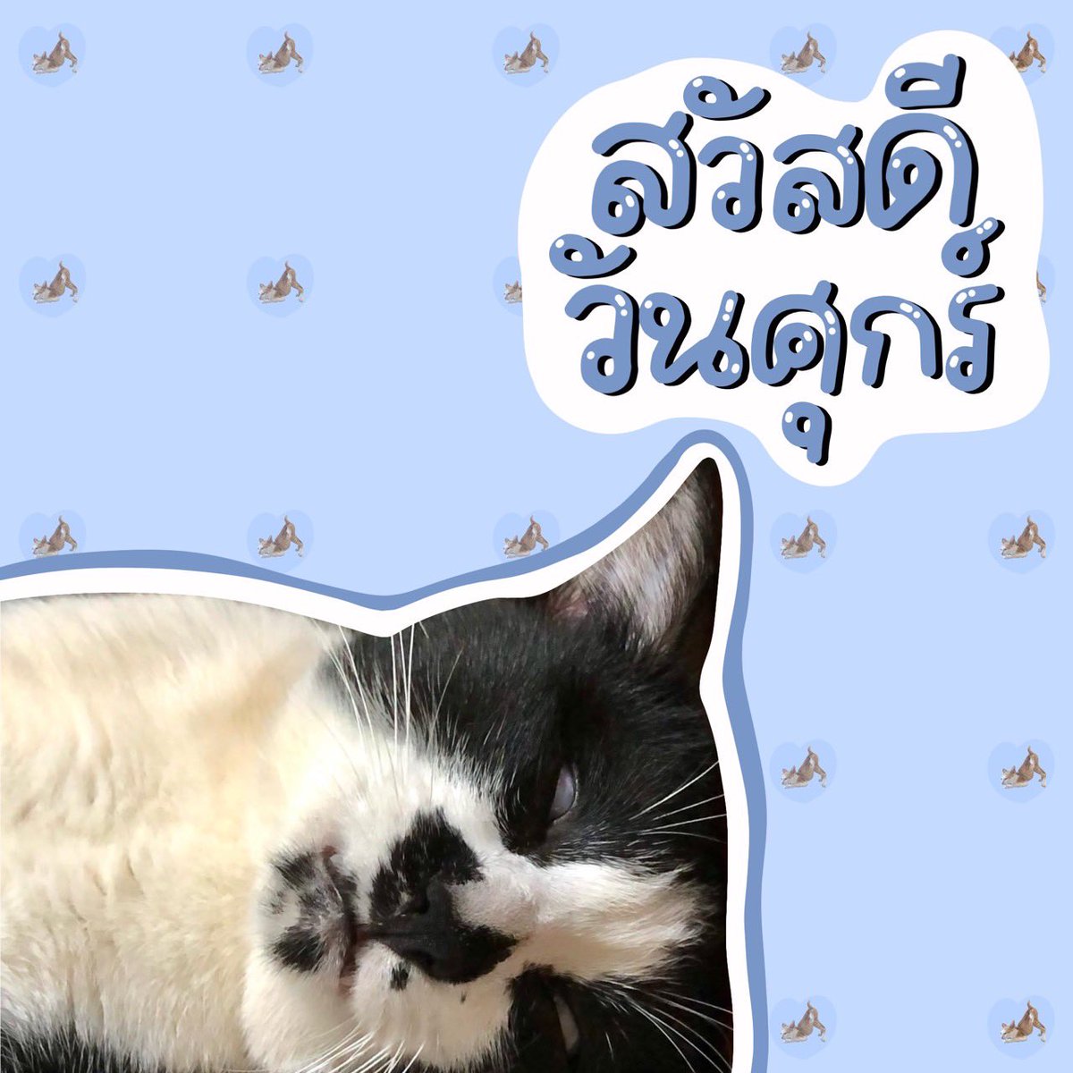 หน่วยกิตแมววัว tweet media
