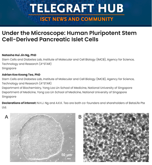 📢Human #Pluripotent #Stem Cell-Derived #Pancreatic Islet Cells #underthemicroscope now #online in the latest issue of @ISCTglobal @telegraft ✍️Natasha Hui Jin Ng, PhD ✍️Adrian Kee Keong Teo, PhD 🔗isctglobal.org/telegrafthub/b…