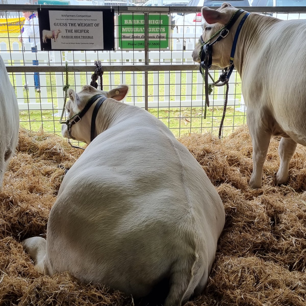 Check out the competitions @WAFarmers at the Albany Show. The weight of that heifer might be a challenge.
