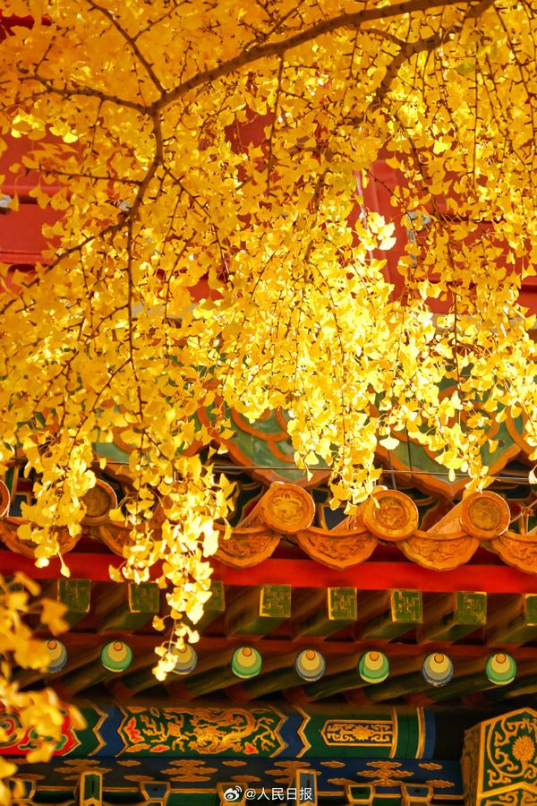 Ginkgo trees shine in full glory against the red walls and yellow glazed roof tiles of the over 600-year-old Forbidden City in Beijing. #architecturephotography #leafpeeping