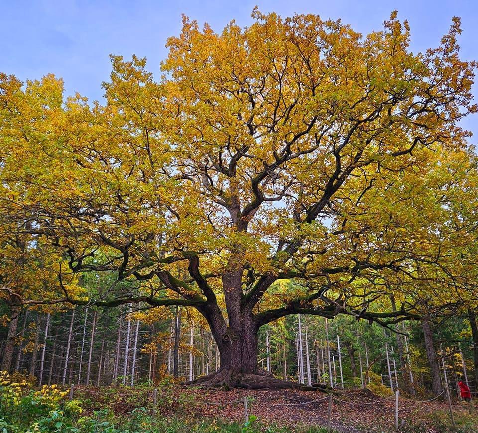 The pride and joy of the nation - the Paavolan Oak in Lohsa - 🇫🇮 📷 visitlohja