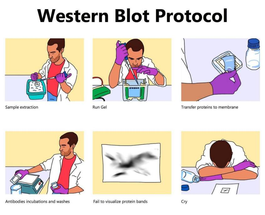 GPharmatech's tweet image. Raise your hand if you've ever felt personally victimized by a Western blot.
Image from: SketchingScience

#westernblot #biologymemes #phdlife #Sciencememe #lablife #fridayfun #fridayvibes #biologyhumor #phdlife #phdproblems