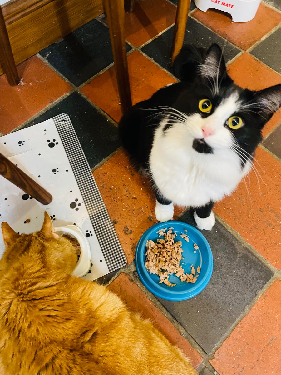The People’s Cat 🧡🐾🐯 tweet media