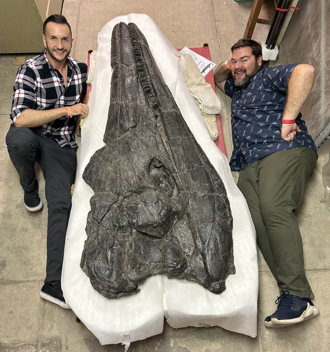One of the largest ichthyosaur skulls in existence. This #FossilFriday is my birthday, so here’s the massive, real skull of Cymbospondylus youngorum, a giant from the Triassic of Nevada. Whilst in LA, I visited @NHMLA as part of my @Royalcom1851 research. With @DinosaurPodcast