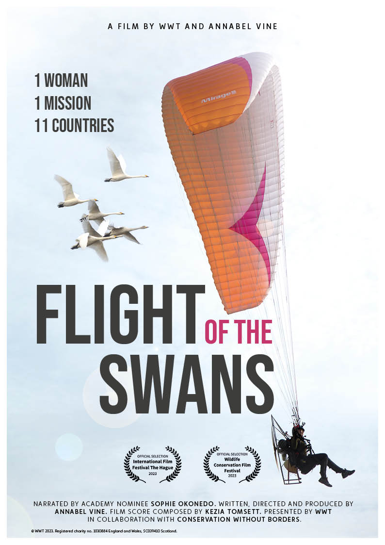 WWT (@wwtworldwide) on Twitter photo Our film, Flight of the Swans, has been officially selected for the <a href="/HagueWorld/">International Film Festival The Hague</a> International Film Festival! 🙌
In 2016 Sacha Dench flew 7000km from the arctic, following Bewick's swans on their migration.
She made this epic journey to discover why their numbers were declining. Our film, Flight of the Swans, has been officially selected for the <a href="/HagueWorld/">International Film Festival The Hague</a> International Film Festival! 🙌
In 2016 Sacha Dench flew 7000km from the arctic, following Bewick's swans on their migration.
She made this epic journey to discover why their numbers were declining.