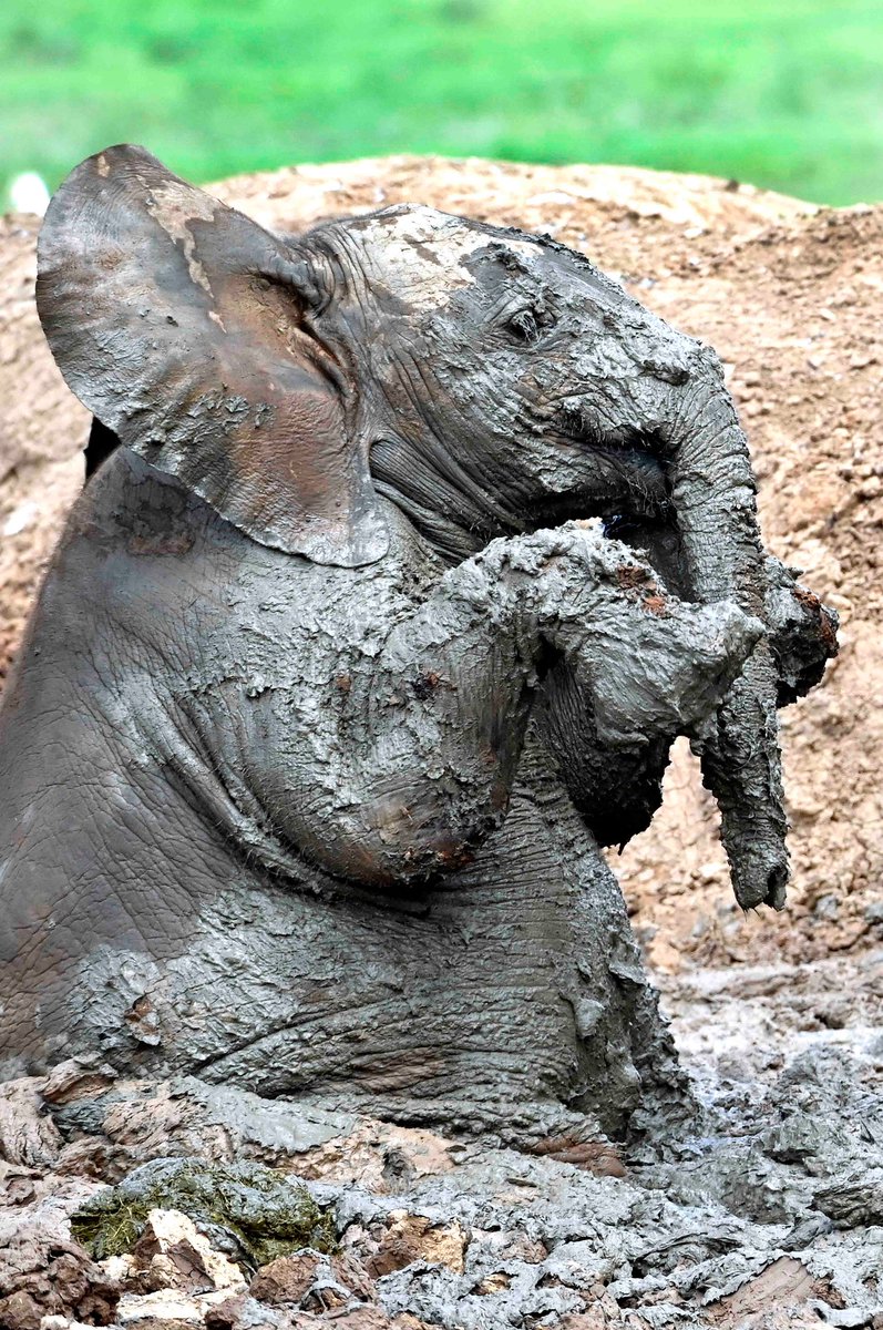 What would you name this little guy/gal?  Mud baby, Mud-ellie, Ellie-mud perhaps? Keep the list going... Fun Friday answers only!🐘📷Anne Laing #AddoElephantNationalPark #LiveYourWild <a href="/SANParks/">SANParks</a>