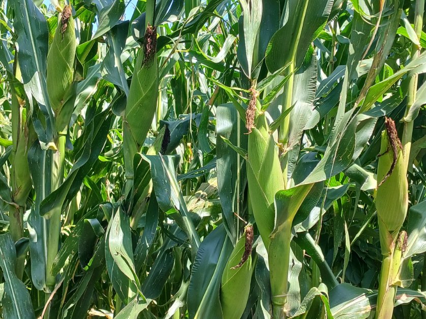 PATRICK61594997's tweet photo. Best results come out on using Y
ara fertiliser From @YaraKenya 
@rodgers_kirwa @diangaronald @Billngeno @savannahboy52 
#MboleaNiYara https://t.co/MV3yWKPRYK