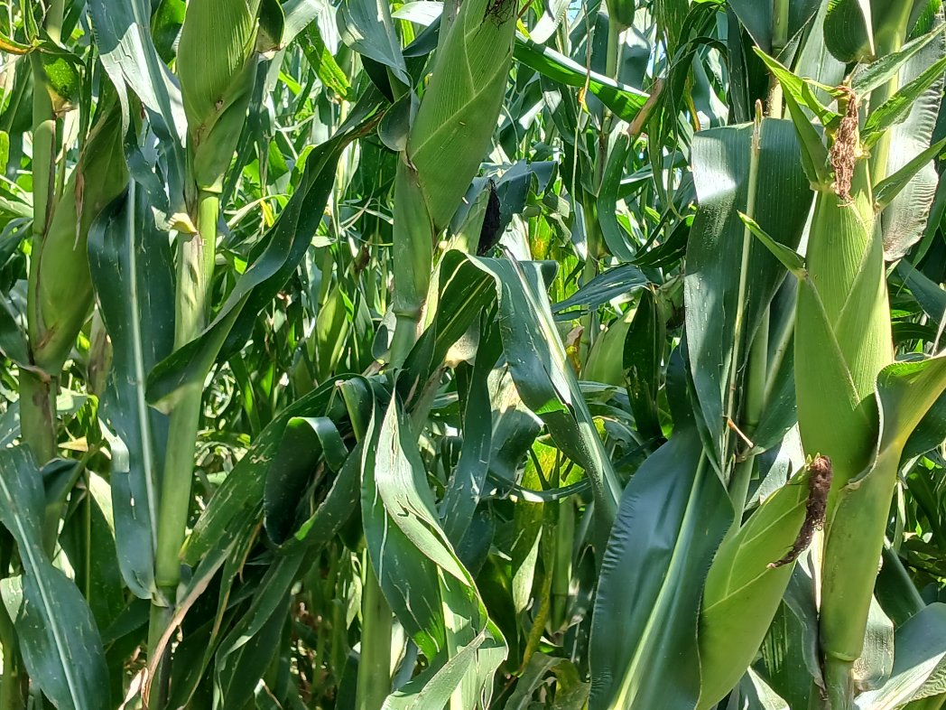 PATRICK61594997's tweet photo. Best results come out on using Y
ara fertiliser From @YaraKenya 
@rodgers_kirwa @diangaronald @Billngeno @savannahboy52 
#MboleaNiYara https://t.co/MV3yWKPRYK