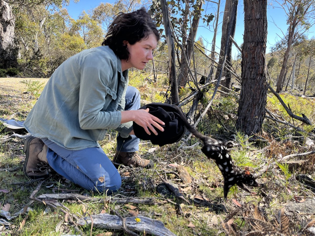 NESP Resilient Landscapes Hub (@nesplandscapes) on Twitter photo These marsupials are in a quoll lot of trouble.
We’re trying to understand the causes of population decline for the eastern quoll in Tasmania and develop tools to safeguard this species in its last wild stronghold.
Curious about quolls? 👉 nesplandscapes.edu.au/projects/nesp-… #wildoz
1/2 These marsupials are in a quoll lot of trouble.
We’re trying to understand the causes of population decline for the eastern quoll in Tasmania and develop tools to safeguard this species in its last wild stronghold.
Curious about quolls? 👉 nesplandscapes.edu.au/projects/nesp-… #wildoz
1/2
