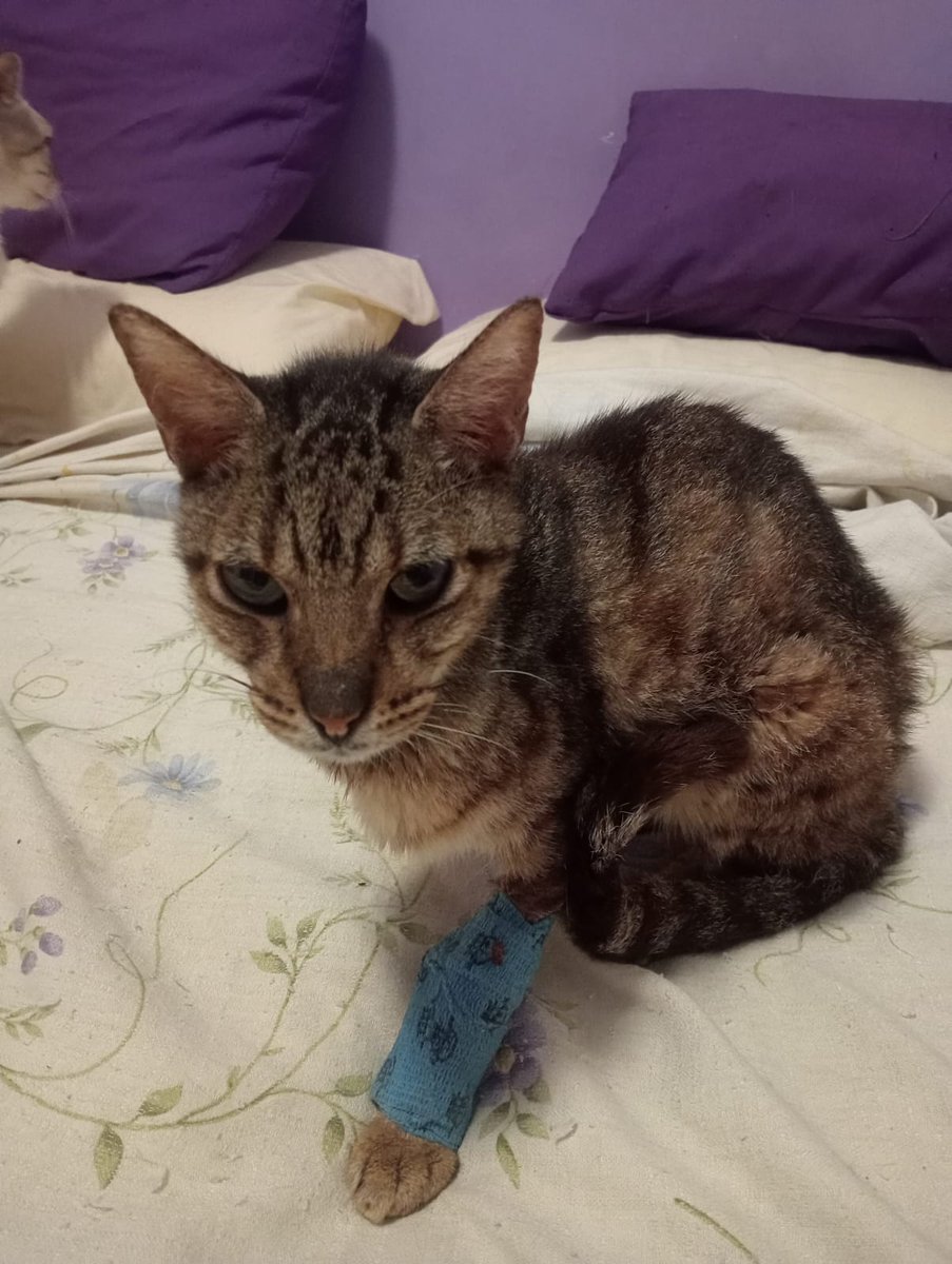 Juliad63's tweet photo. 🆘Siempre ayudó, hoy necesita nuestra ayuda🆘
@SonandoSigo  siempre ha ayudado a #rescatar #animales.
Ha tenido una fase muy mala y  esto ha ocasionado una deuda  veterinaria demasiado alta y difícil de afrontar.

 Bizum:  646204875
 PayPal: mario.salgado.duro@gmail.com https://t.co/b04inNdnW7