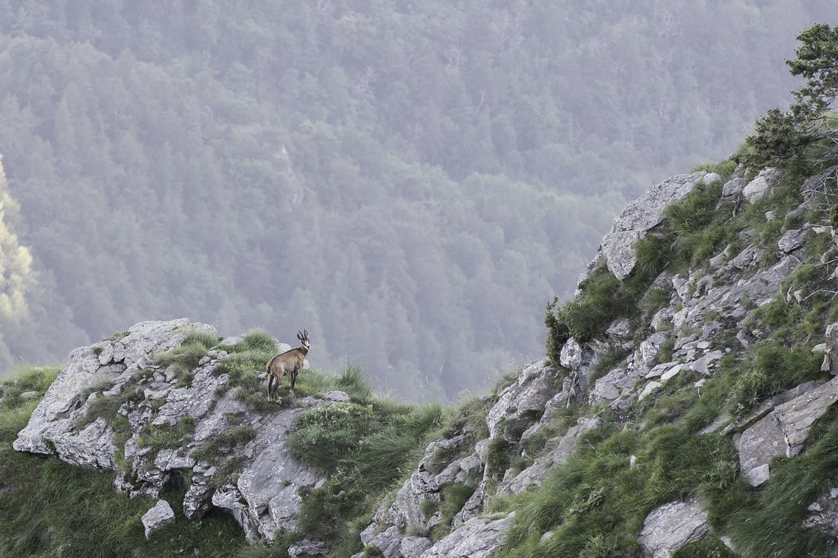 PITER ALPIMED tweet media