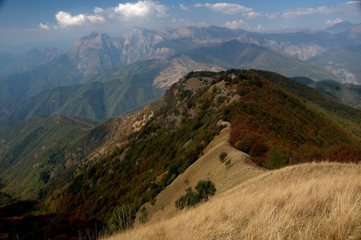 PITER ALPIMED tweet media