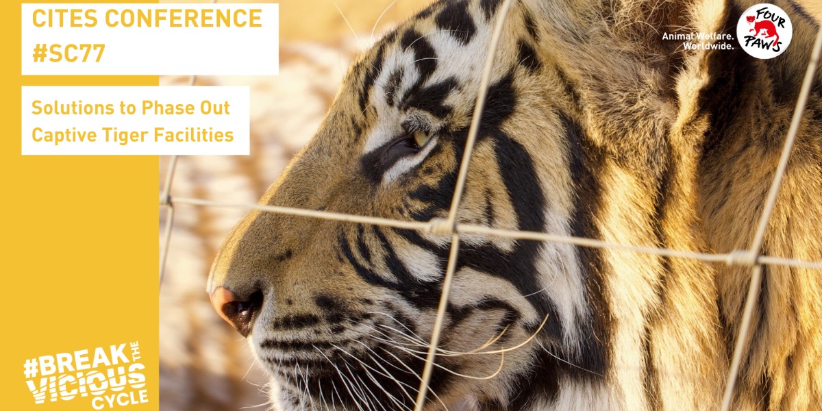 FOURPAWSZA's tweet photo. #BTVC: 📜 See the strategic plan that not only outlines how to phase out facilities but offers important definitions to what is a facility of concern and what should be defined as conservation breeding. Let's combat tiger farming globally. Roadmap: https://t.co/A94a4Faynp https://t.co/xabzhxGn9Q