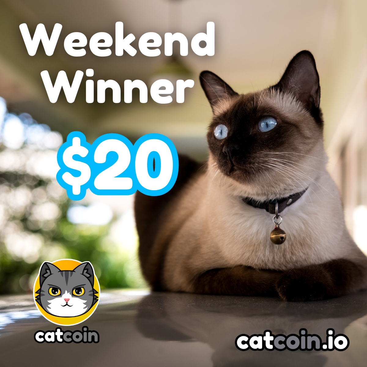 Official Catcoin tweet media