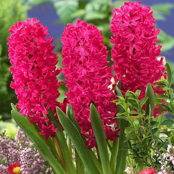BeejwalaIndia's tweet photo. Buy Hyacinth Jan Bos Color Flower Bulb Pack
https://t.co/wbM5bGDgMl
🎁 SPECIAL OFFER: Up to 90% off
👉 https://t.co/qkdEnDEzlA
📦 Dispatch in 1 - 2 Days
#beejwala #Hyacinth #JanBos #HyacinthJanBos #FlowerBulbs #garden #gardening https://t.co/qgwQgvFY2e