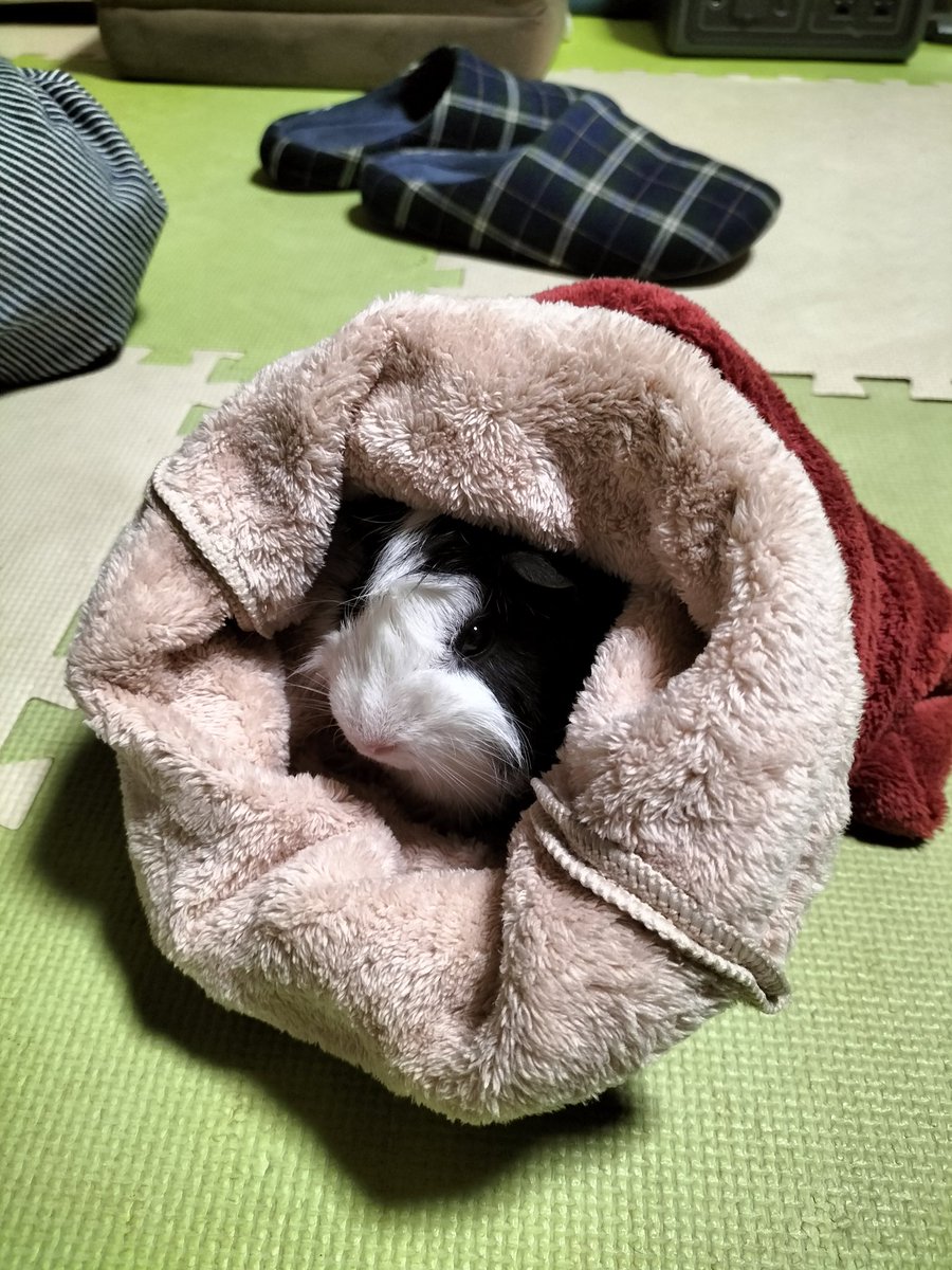 dan_dan's tweet photo. 寒くなったから、寝袋、2個作った。手縫い〜　#モルモット https://t.co/FIkxTQPzPf