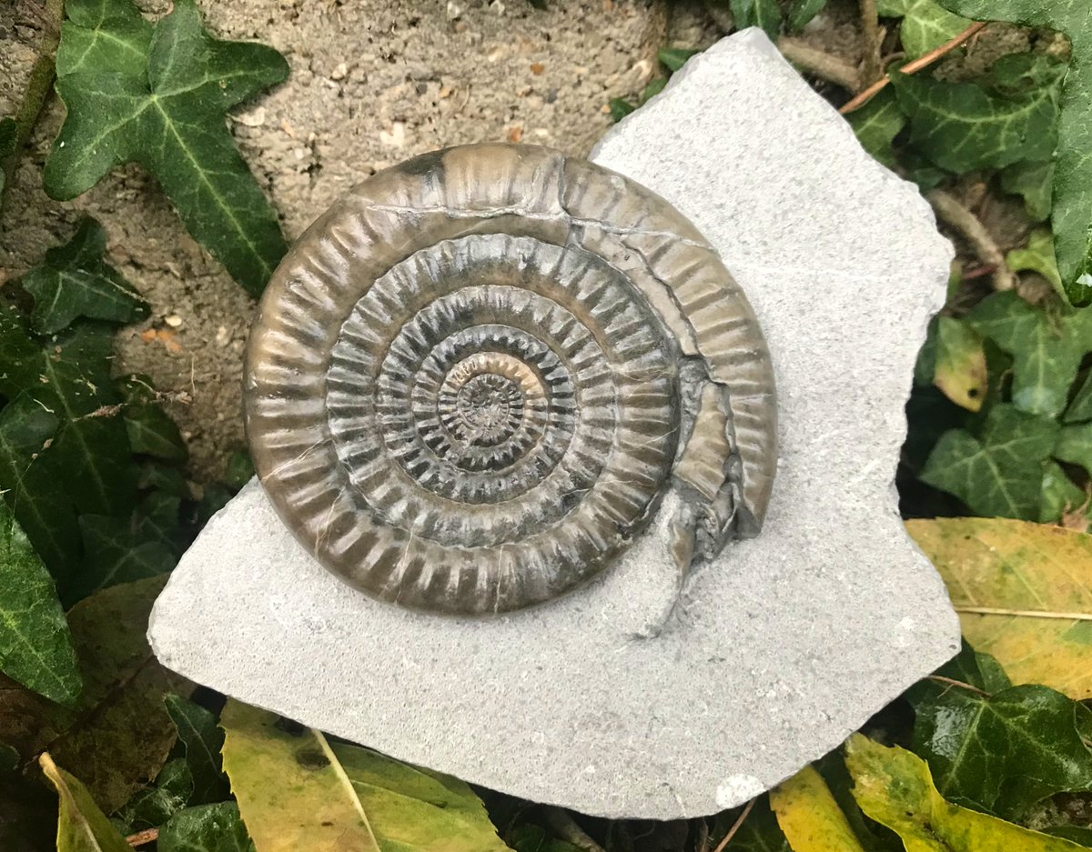 jurassicguides's tweet photo. It’s #FossilFriday and here’s my latest client prep work! 5 hrs prep in total. Vermiceras Ammonite from Monmouth beach Lyme Regis. I absolutely love these Ammonites so need to go find one!
Enjoy your weekend peeps!
#fossilprep #fossils #jurassiccoast https://t.co/M6ZkIzNjUq