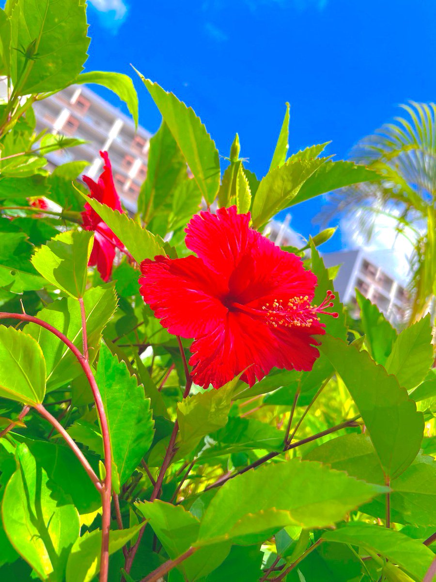 沖縄旅行ってきました🛩
2回目だったけど、本当最高だった🥹🌺
帰ってから襲ってくる沖縄ロス…。笑
また行くぞーっ⸜(◡̈ )⸝♥︎

そして、久々にお仲間さん募集🧁 ⠜

🎀懸賞仲間募集中
🎀懸賞垢さんと繋がりたい
🎀懸賞好きな人と繋がりたい

制限みつつフォロバいきます🧸🤍

休憩にもどうぞ🪄