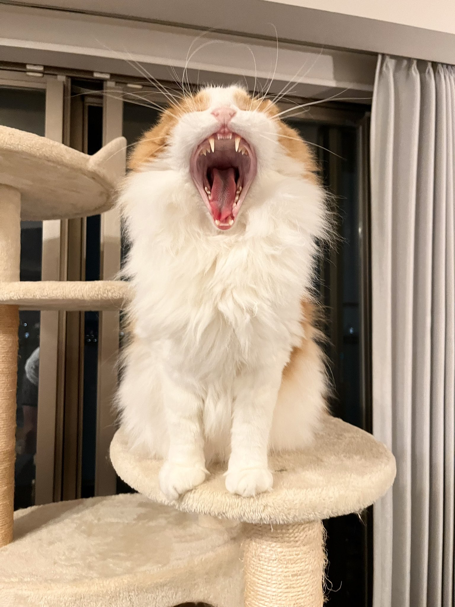 うに🐾 (@union_GOLDSHIP) / X