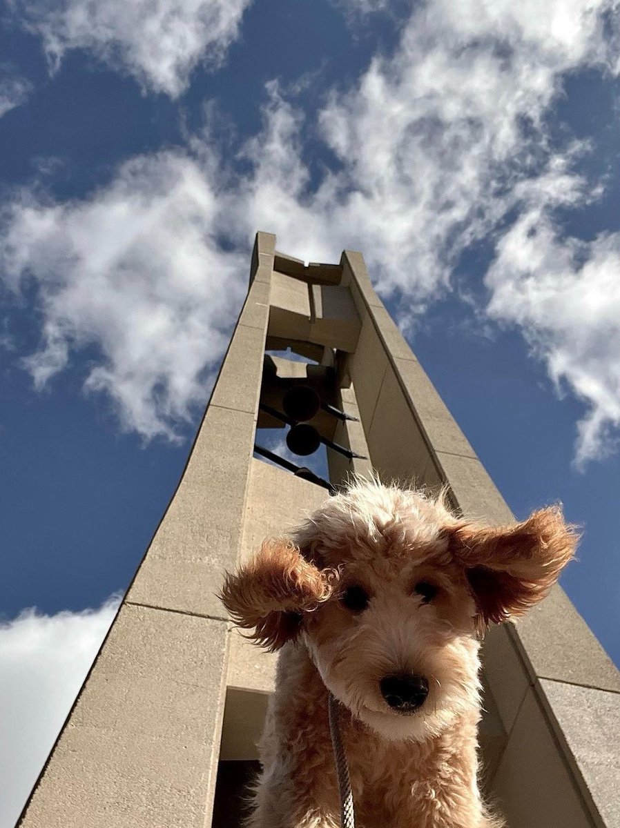TempleUniv's tweet photo. Looks like the #DogsofTU enjoyed a tour of campus 🐶 https://t.co/FRsd1no099