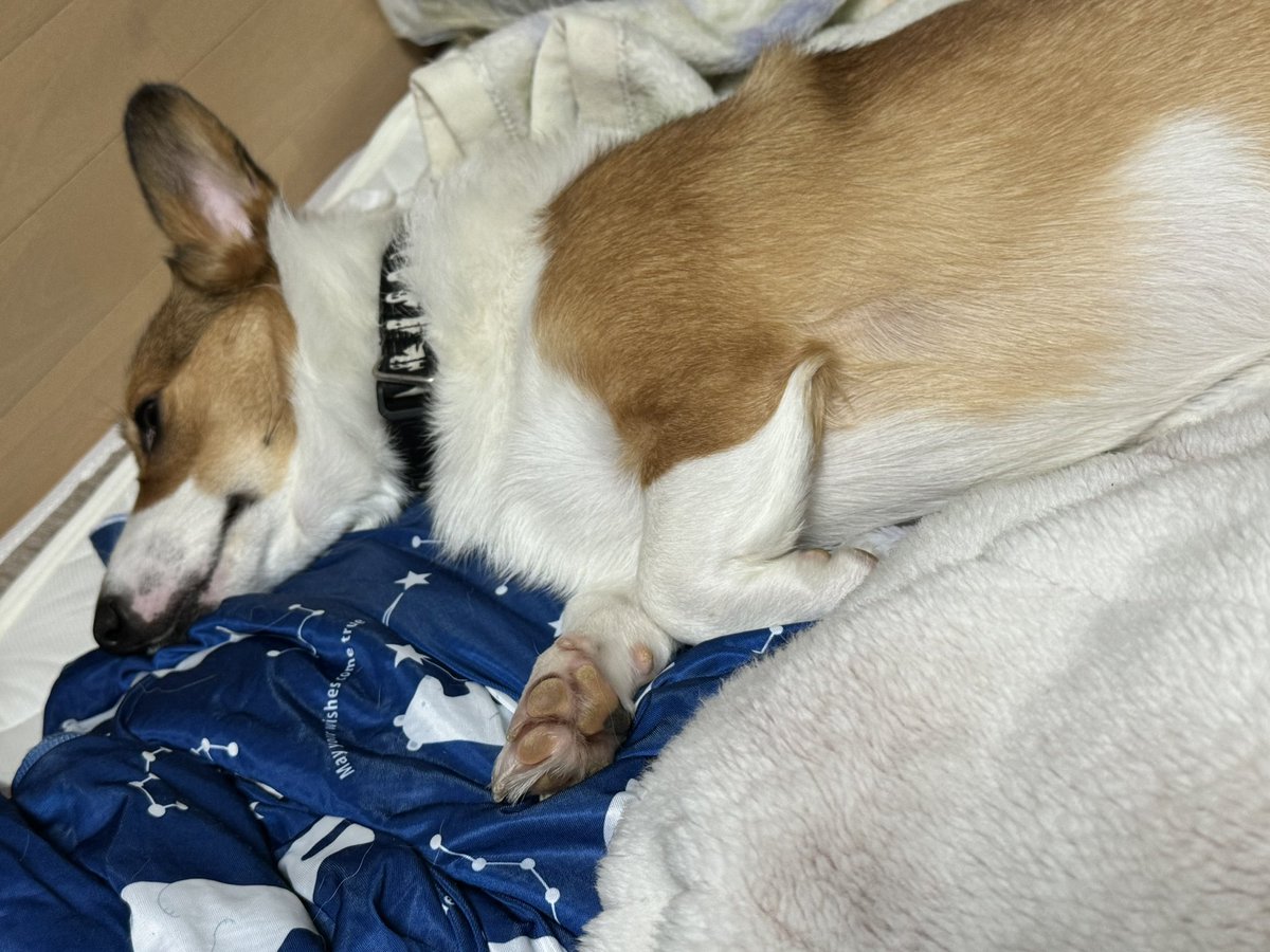 己のベットのように
寛いでいる（笑）

#コーギー #Corgi  #コーギーのいる暮らし #子犬 #お友達募集中 #LGBTQ