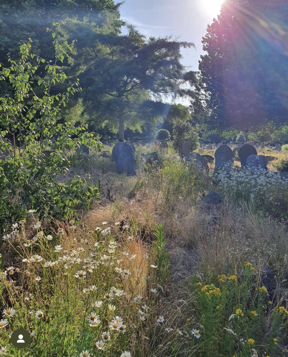 🌷 ALTERNATIVE NATURE-BASED REMEMBRANCE EVENT 🌷 All welcome this Sunday from 10:45 down at Walthamstow Queens Road Cemetery to mark Remembrance Sunday in a more informal and mindful setting and plant some bulbs and wildflowers. 🧵