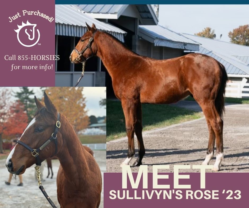 horse_ology's tweet image. A good Thursday for the team with our second purchase being this exciting Good Magic colt. 
Call 855-HORSIES today to make it happen #weanlings #pinhooking #horseOlogy