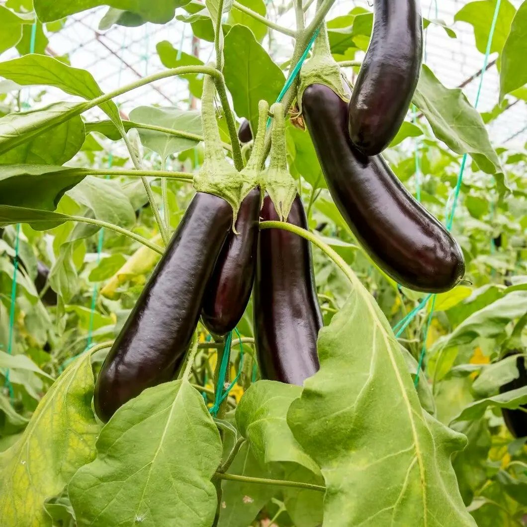 FreshConnectEnt's tweet photo. We have the freshest eggplant in the market and we would want you to have it.

From the healthiest to the safest,  we've got it all. 
 
Ready to transform your meals with Fresh Connect's eggplants?
 Send us a DM today to order now and start your culinary adventure! 

_

#Fresh https://t.co/7ydQTOib8y