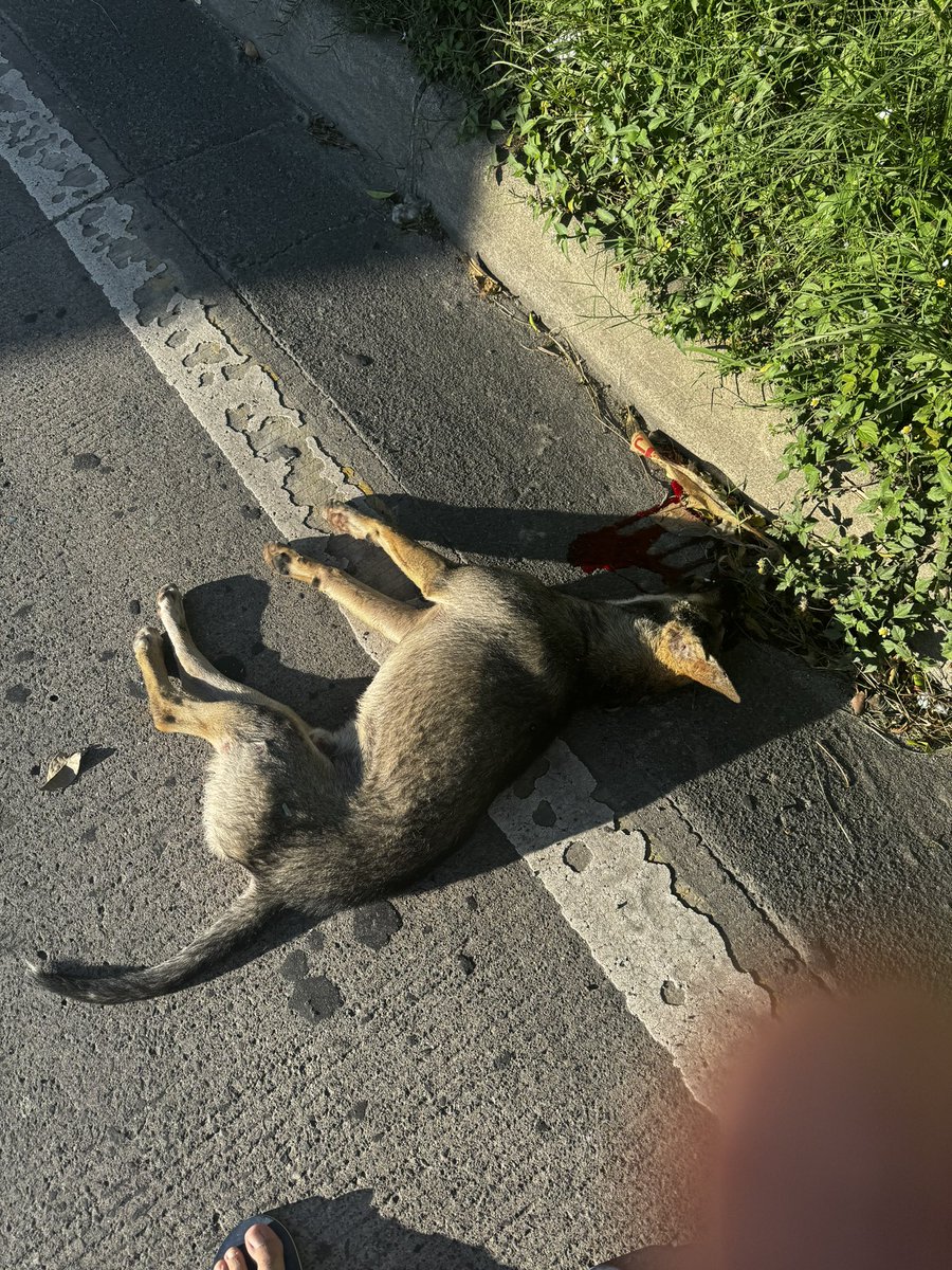 cc_guzman's tweet image. Para el carro azul que acaba de atropellar un perro  en el Blvd Constitución, déjame decirte que sos un hijueputa salvaje… ojalá manejes con más cuidado. 

Venías tan rápido, que lo mataste en seguida… te detuviste y te fuiste, sin problema 

@ibaelsalvador @GABEHASH