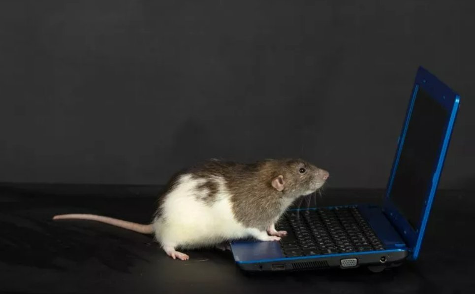 'Social Media Is Making Us Behave Like Rats' HUMANS searching for LIKES ♥ look a lot like RATS scouting for FOOD🍉 #behavior #gimmedopamine Study in @NatureComms: nature.com/articles/s4146… Discussion in @Newsweek: newsweek.com/social-media-s…