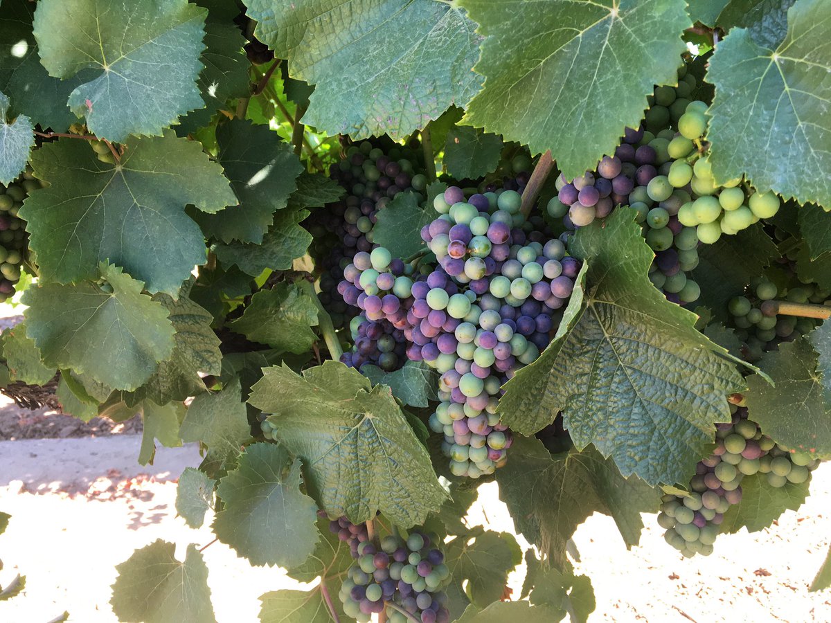Zoë Migicovsky (@zoemig) on Twitter photo 📣Exciting news, I am editing a special collection all about grapes for <a href="/plantspplplanet/">Plants People Planet 🌱👥🌐</a> with <a href="/ajmiller4233/">Allison Miller</a>, Colin Khoury, Anne Fennell, and Jun Wen 🍇 Full manuscripts are due 30 April 2024 but reach out at any time with questions. Details here: newphytologist.org/news/view/337 📣Exciting news, I am editing a special collection all about grapes for <a href="/plantspplplanet/">Plants People Planet 🌱👥🌐</a> with <a href="/ajmiller4233/">Allison Miller</a>, Colin Khoury, Anne Fennell, and Jun Wen 🍇 Full manuscripts are due 30 April 2024 but reach out at any time with questions. Details here: newphytologist.org/news/view/337