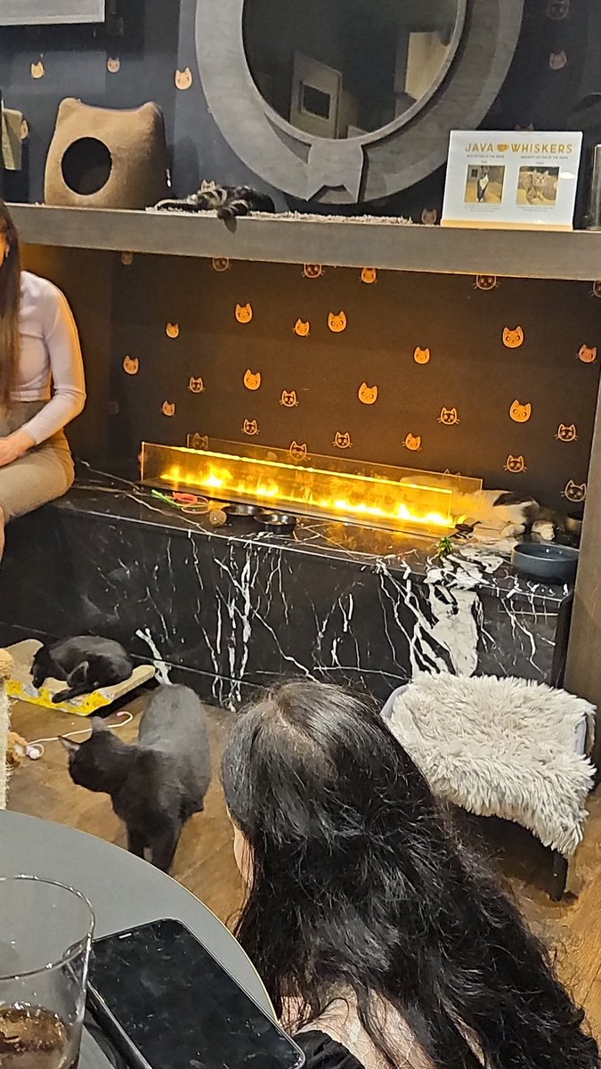 If you have never been to a cat cafe and played with kittens for an hour... youre missing out...